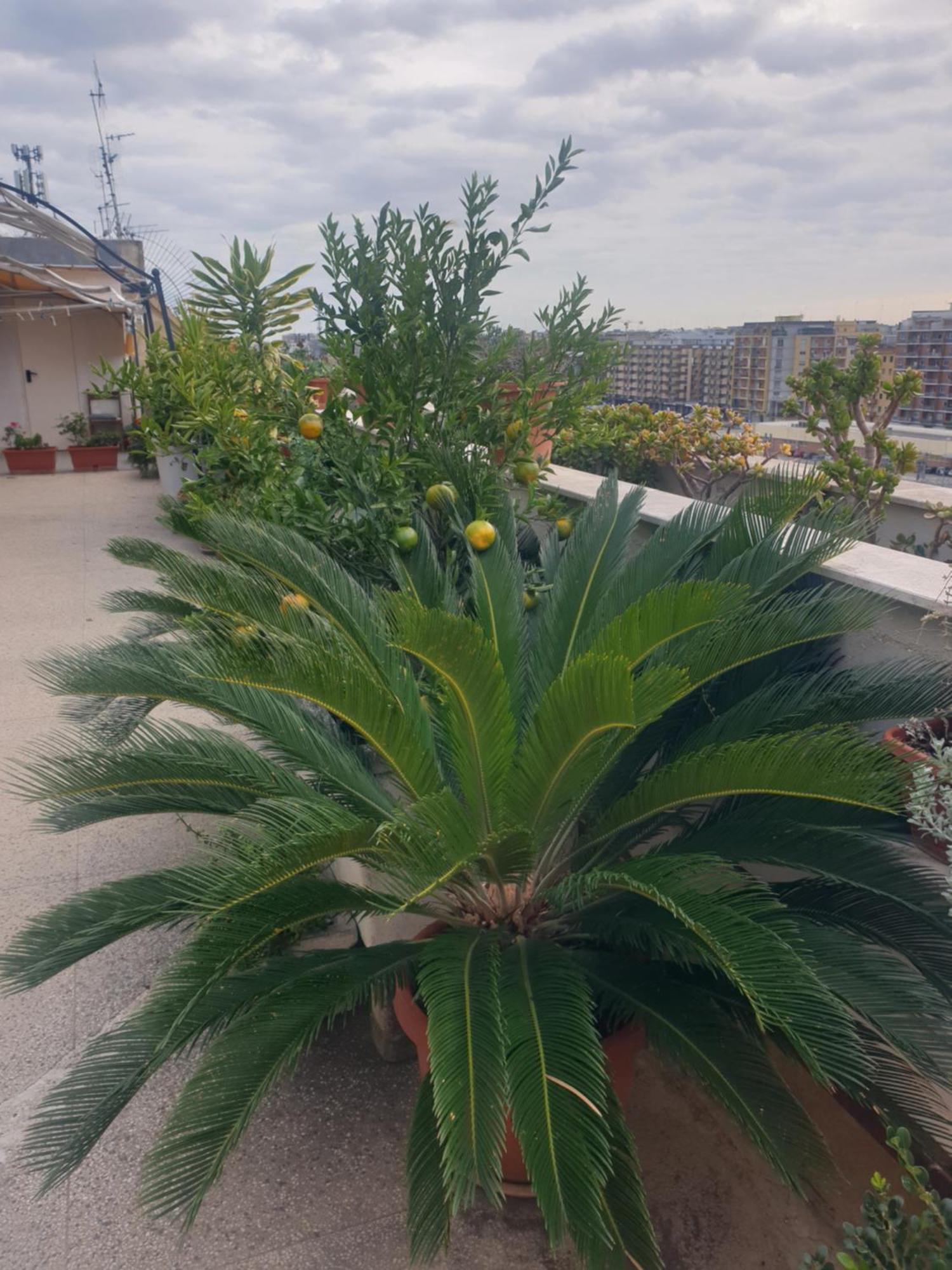 B&B Ganaj La Terrazza Di Ganaj バーリ エクステリア 写真