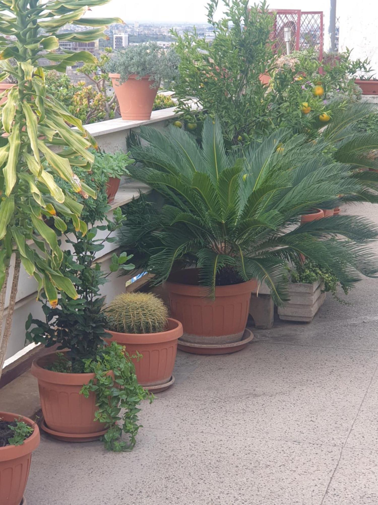 B&B Ganaj La Terrazza Di Ganaj バーリ エクステリア 写真